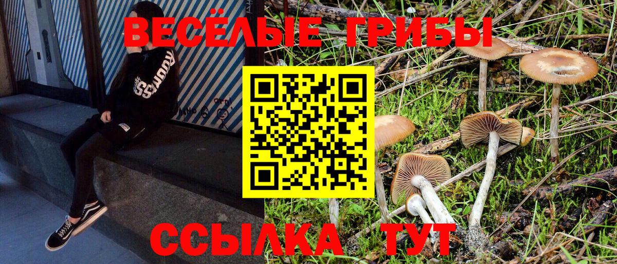Энгельс  Псилоцибиновые грибы Cubensis  Вход с VPN  Псилоцибиновые грибы GOLDEN TEACHER 